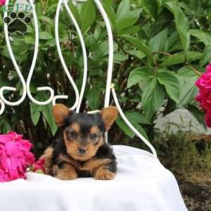 Lily, Yorkie Puppy